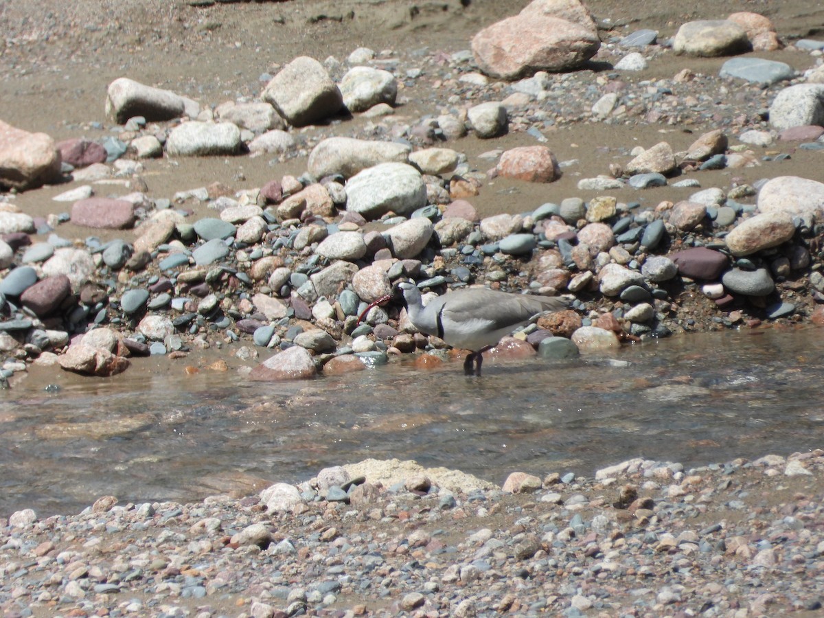 Bec-d'ibis tibétain - ML619835510