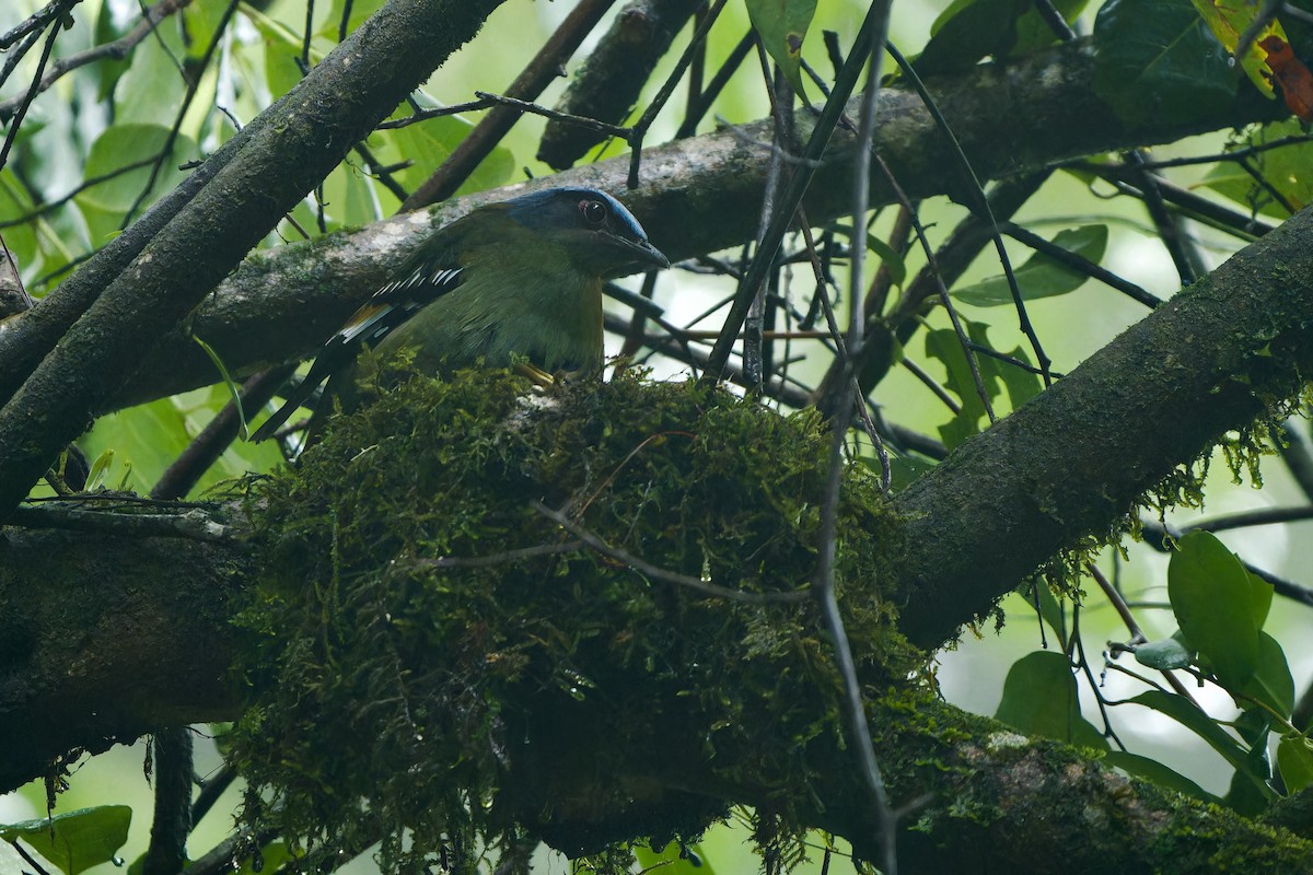 Green Cochoa - Sam Hambly