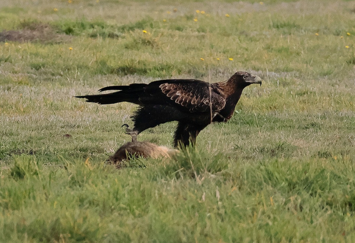 Wedge-tailed Eagle - ML619835531