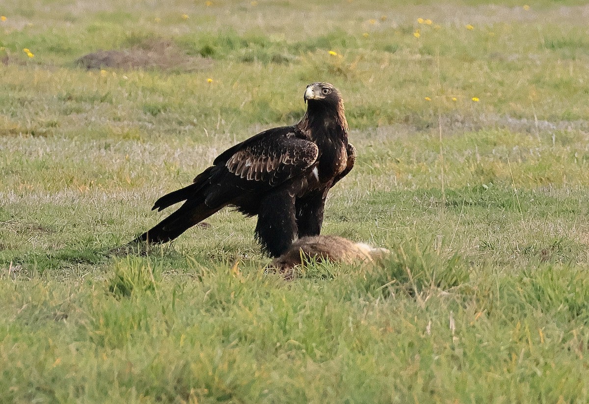 Wedge-tailed Eagle - ML619835532
