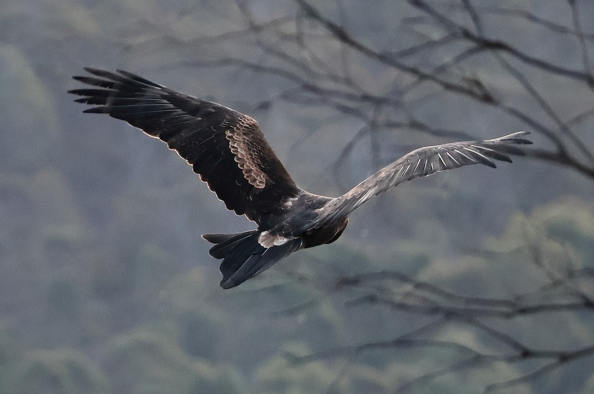 Wedge-tailed Eagle - ML619835539