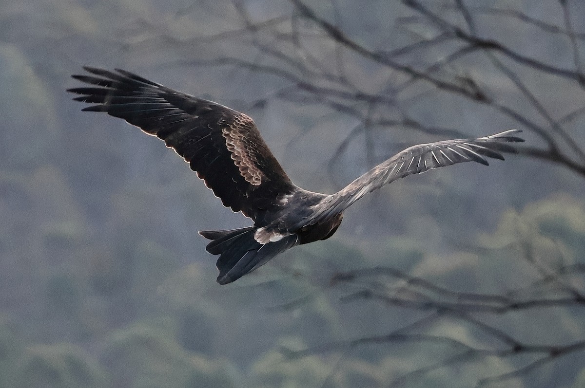 Águila Audaz - ML619835539