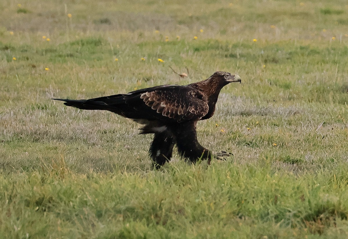 Wedge-tailed Eagle - ML619835540