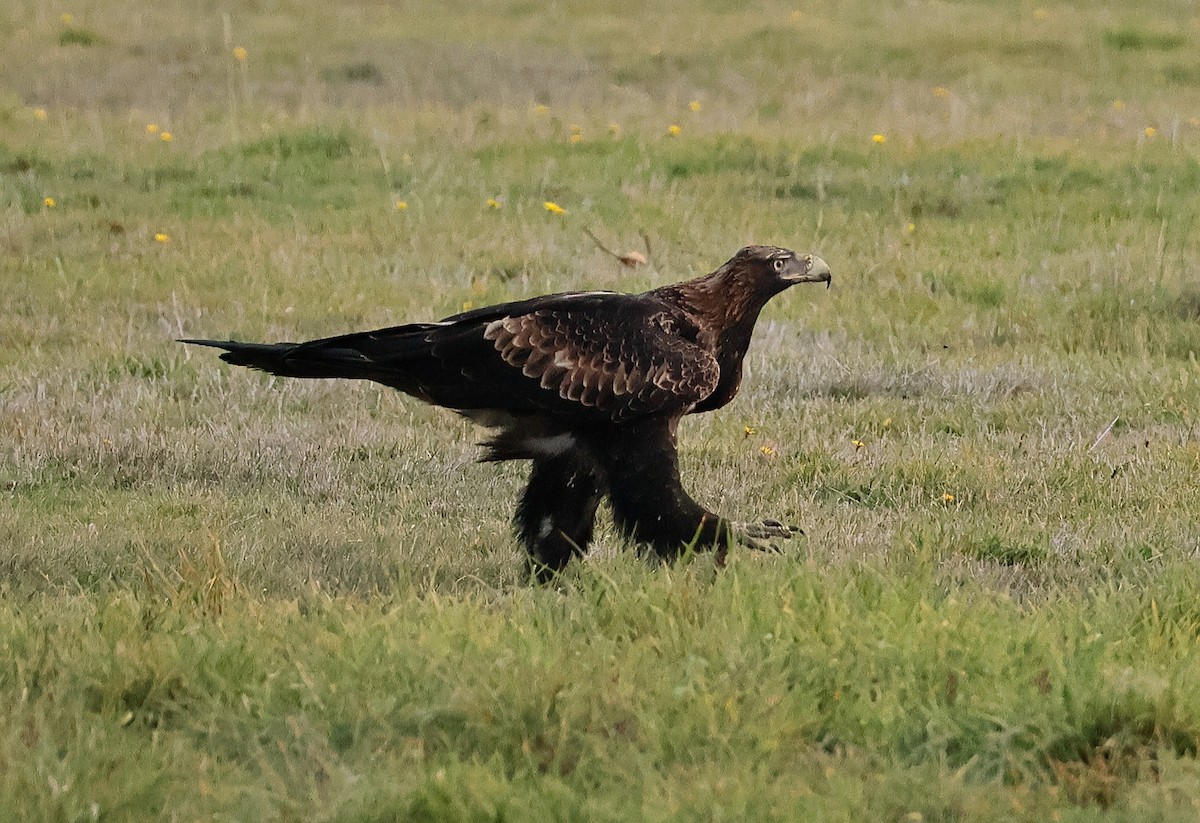 Aigle d'Australie - ML619835540