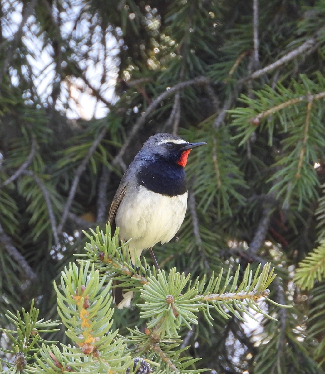 Himalayan Rubythroat - ML619835549