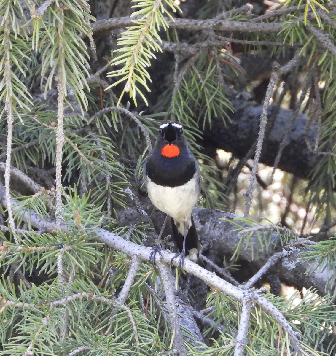 Bergrubinkehlchen - ML619835552