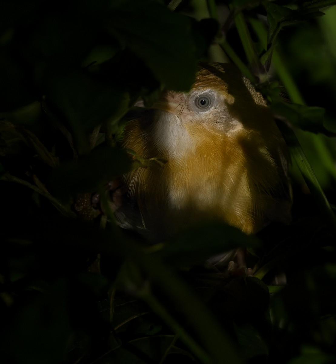 Tawny-bellied Babbler - ML619835562