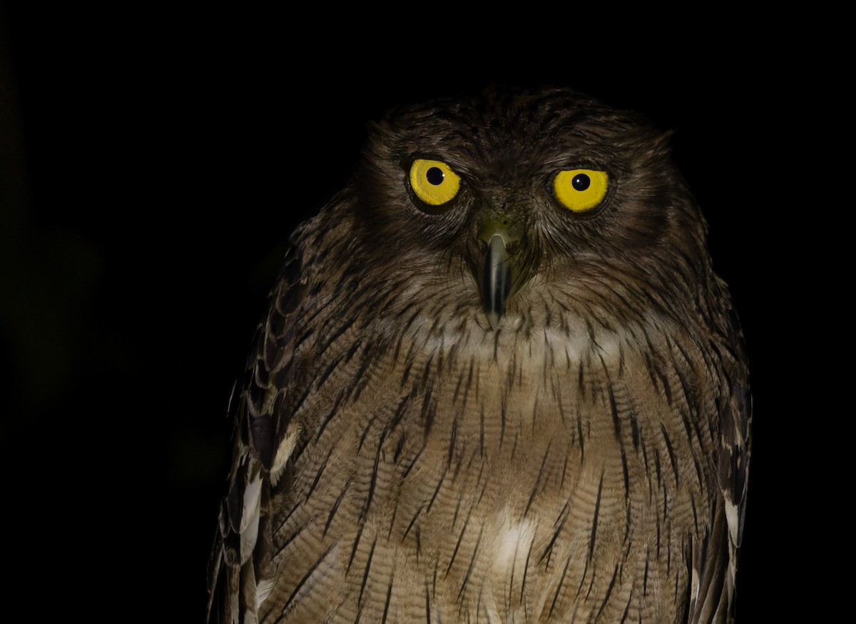 Brown Fish-Owl - ML619835566