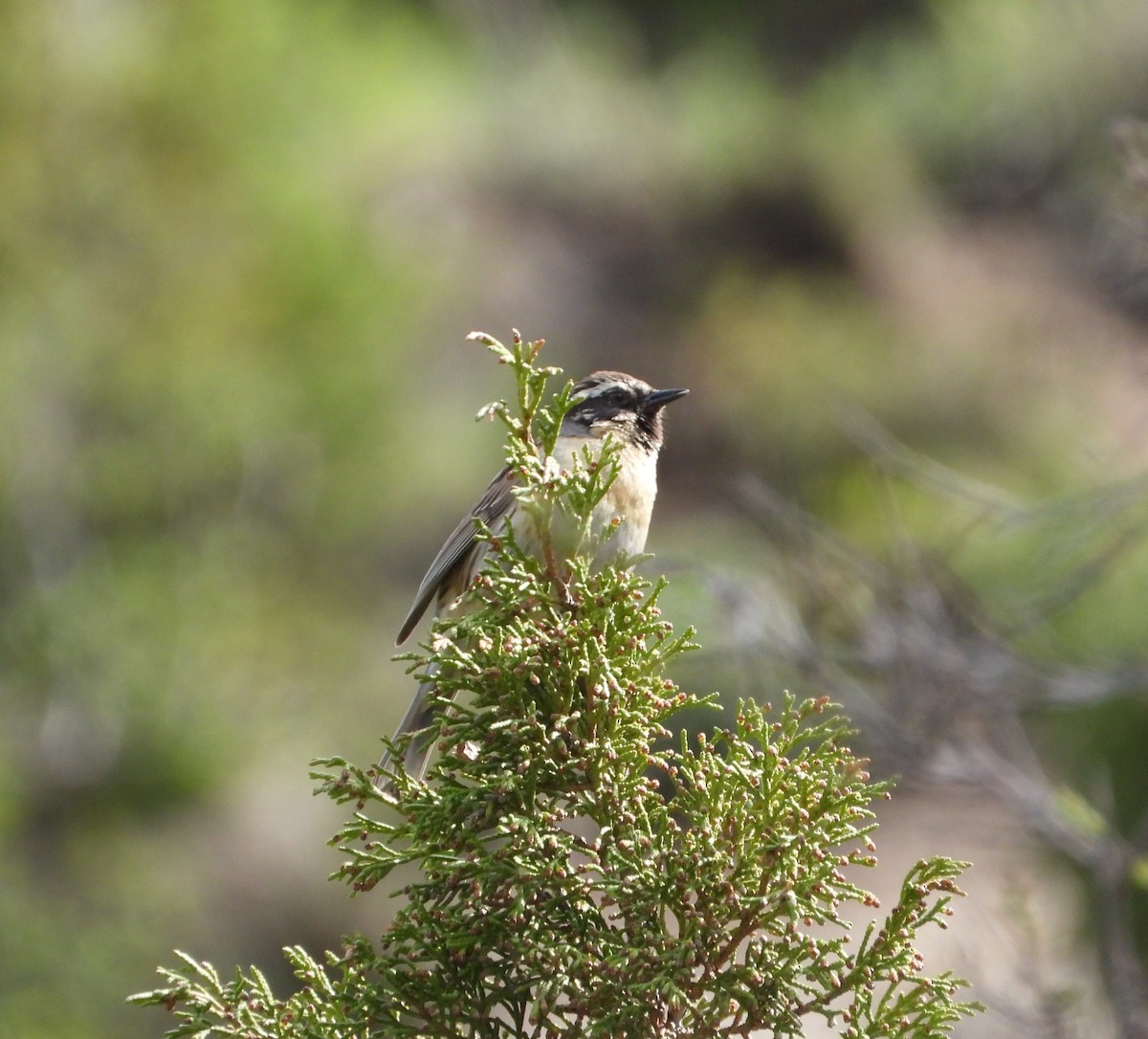 Black-throated Accentor - ML619835572