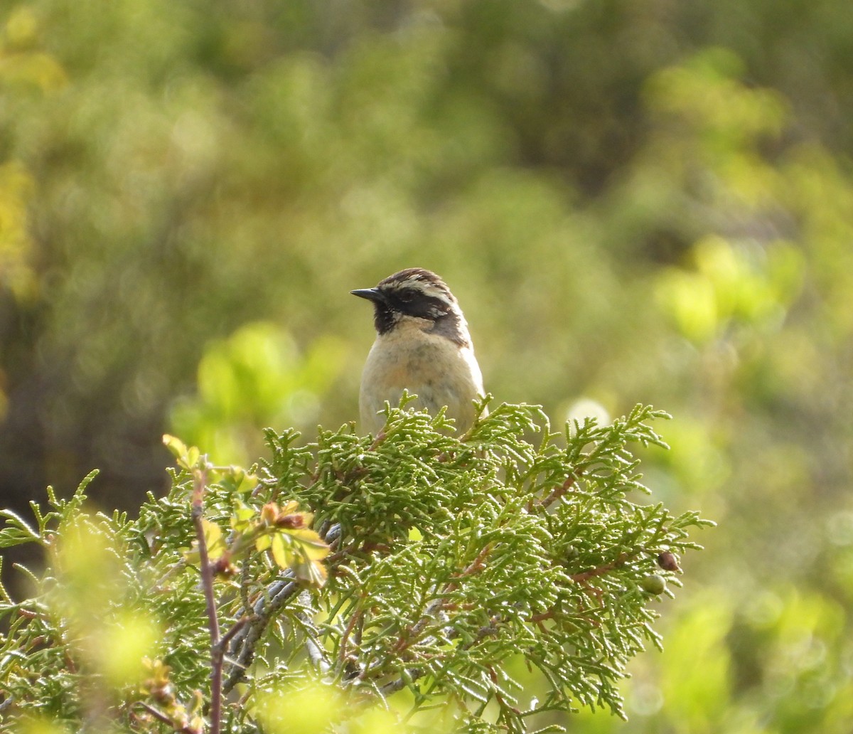 Black-throated Accentor - ML619835573