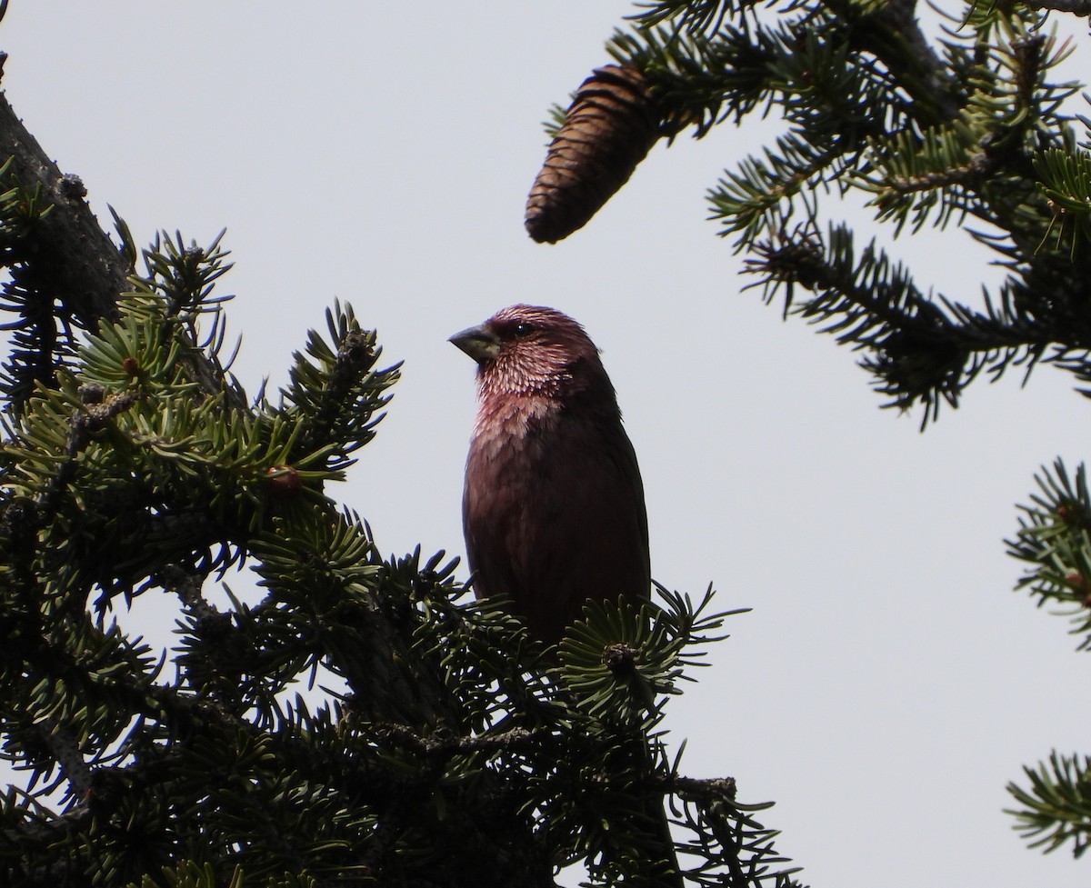 Red-mantled Rosefinch - ML619835589
