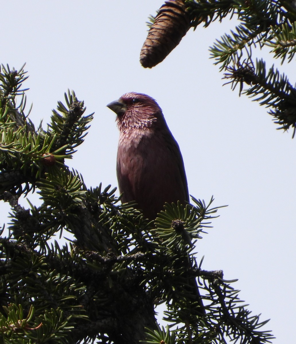Red-mantled Rosefinch - ML619835590