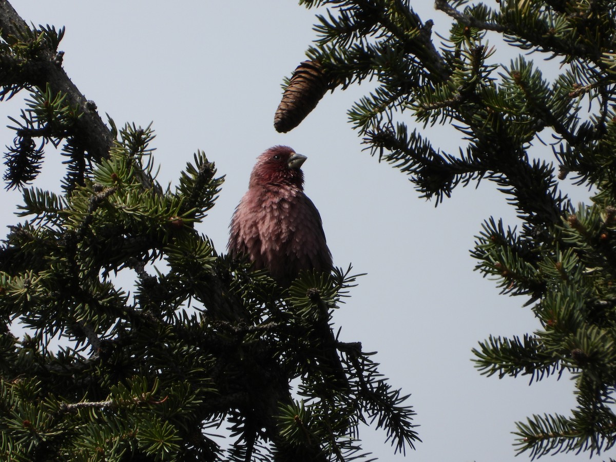 Red-mantled Rosefinch - ML619835591