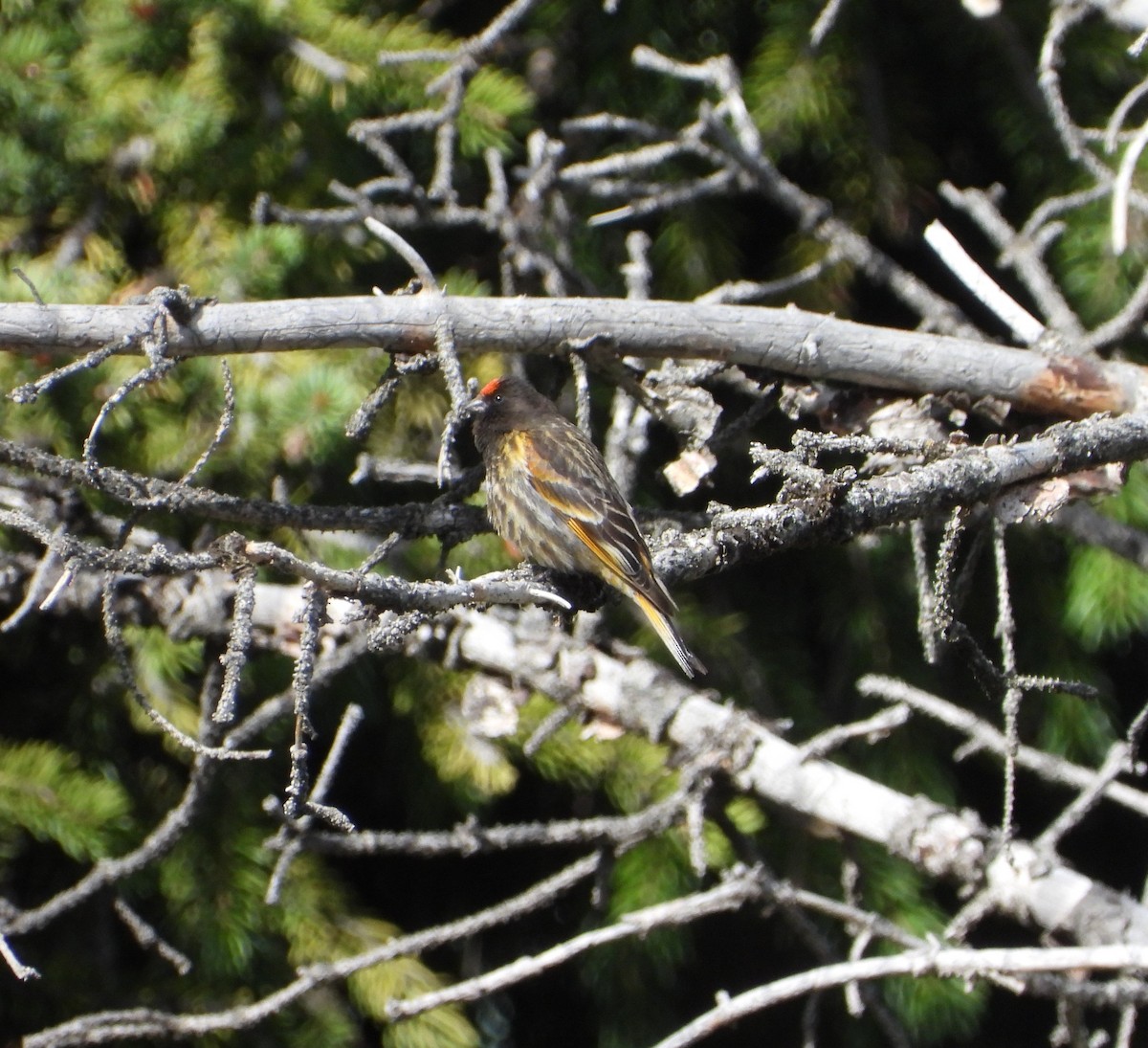Fire-fronted Serin - ML619835596