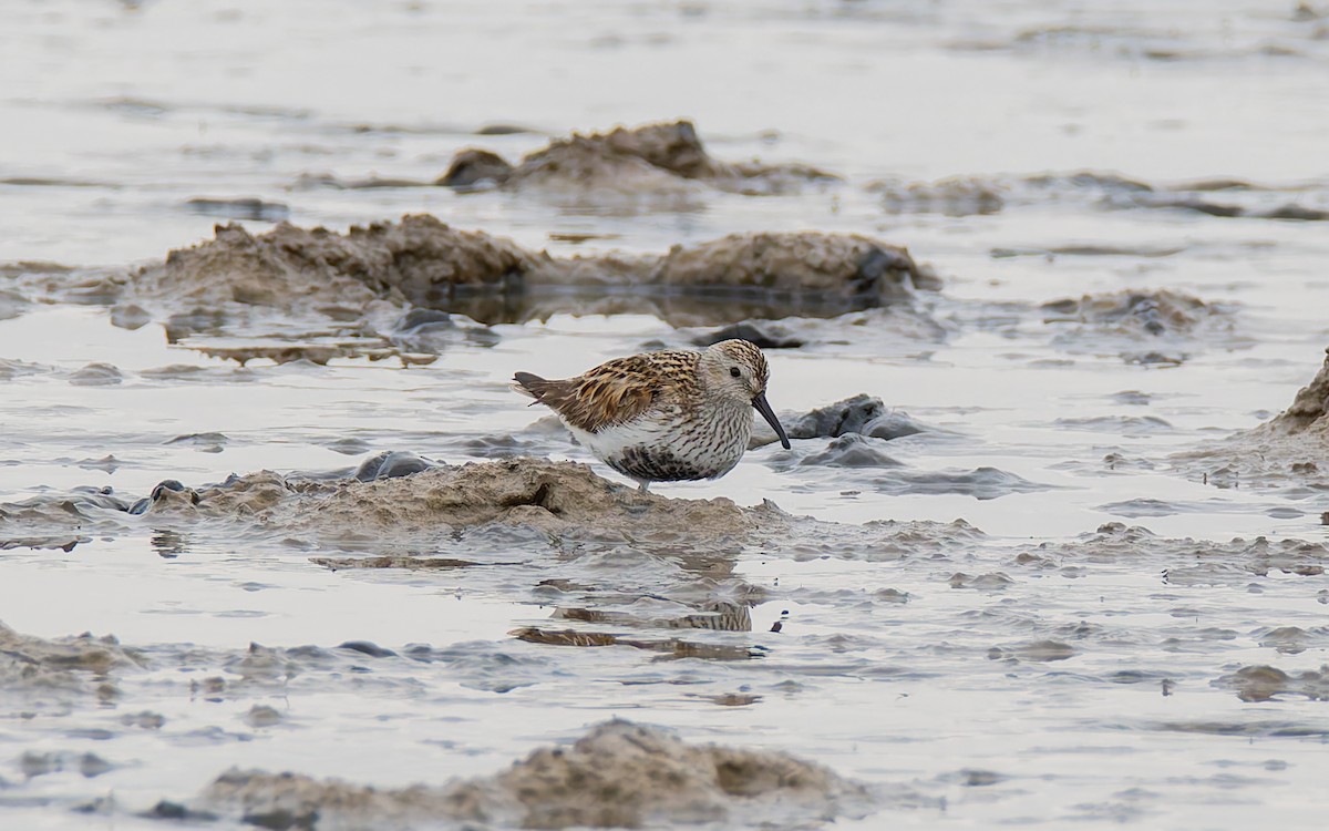 Dunlin - ML619835598