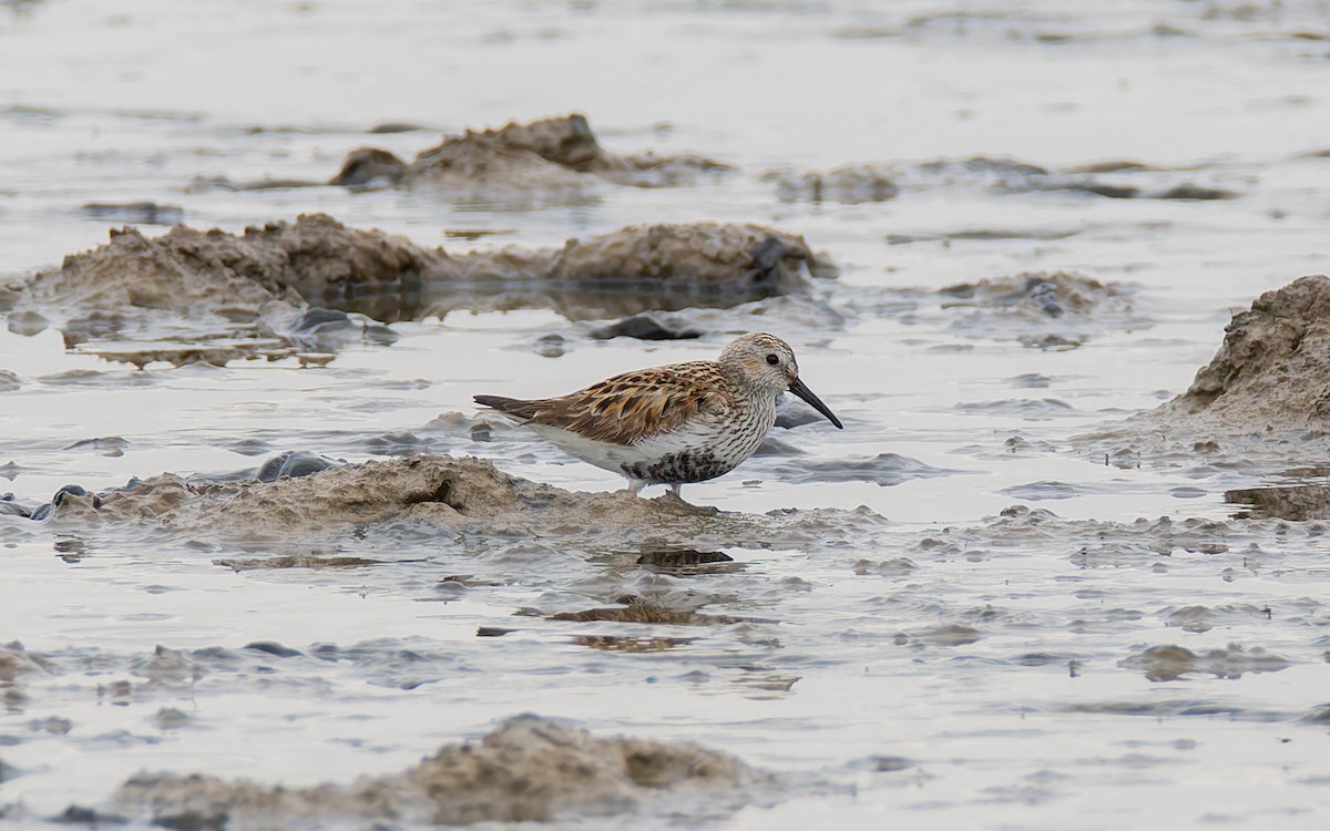 Dunlin - ML619835608