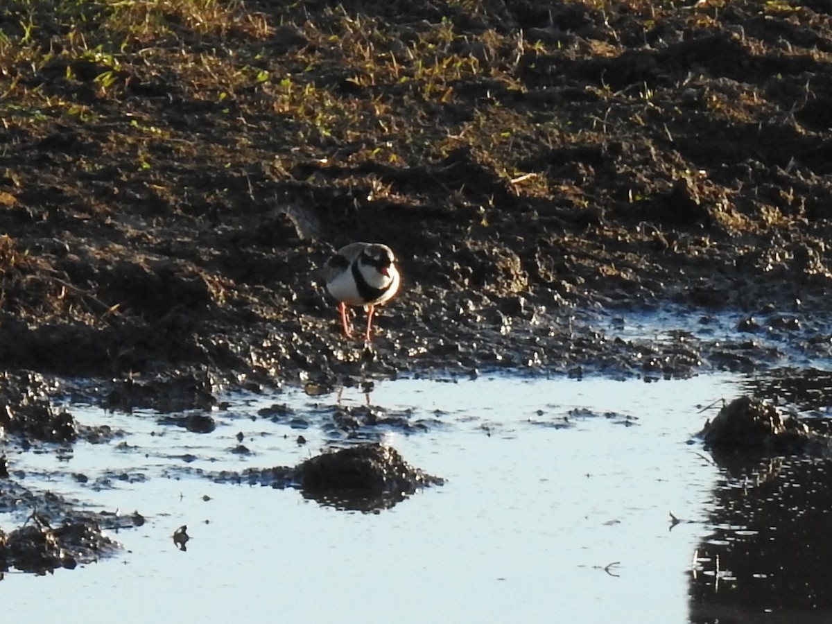 Black-fronted Dotterel - ML619835610