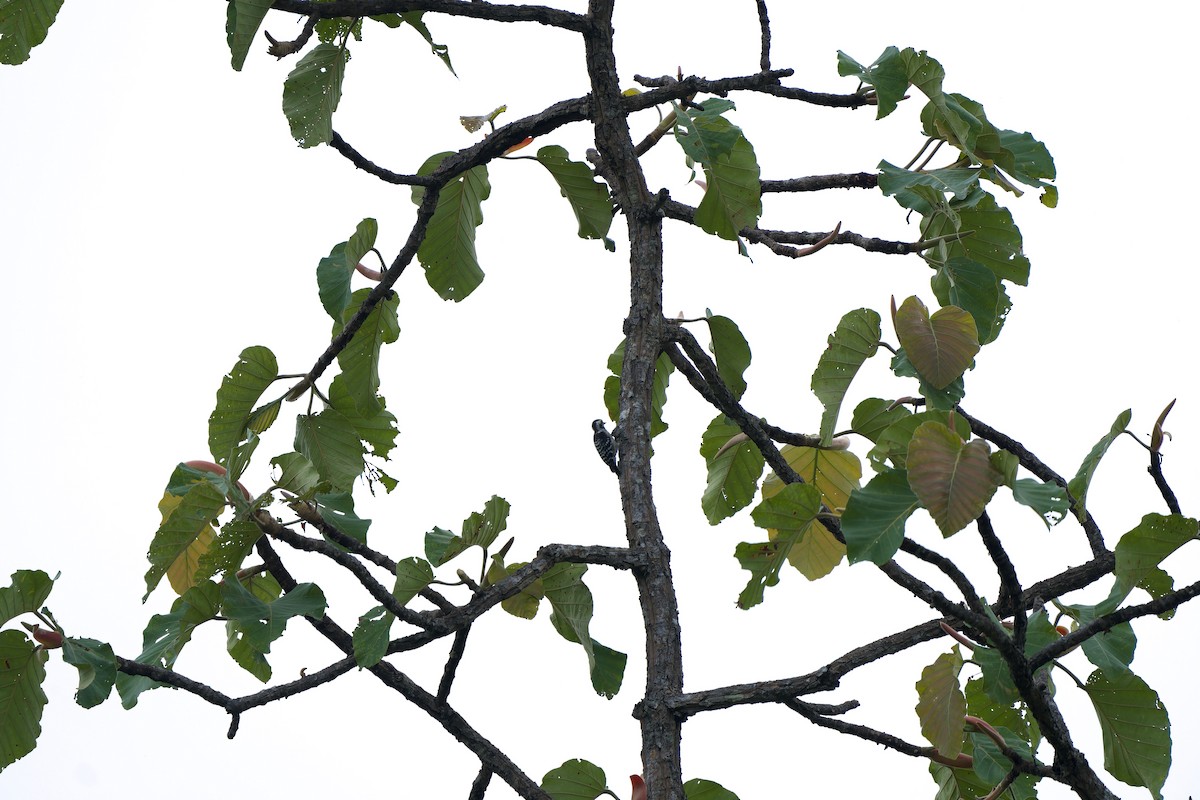Gray-capped Pygmy Woodpecker - ML619835643