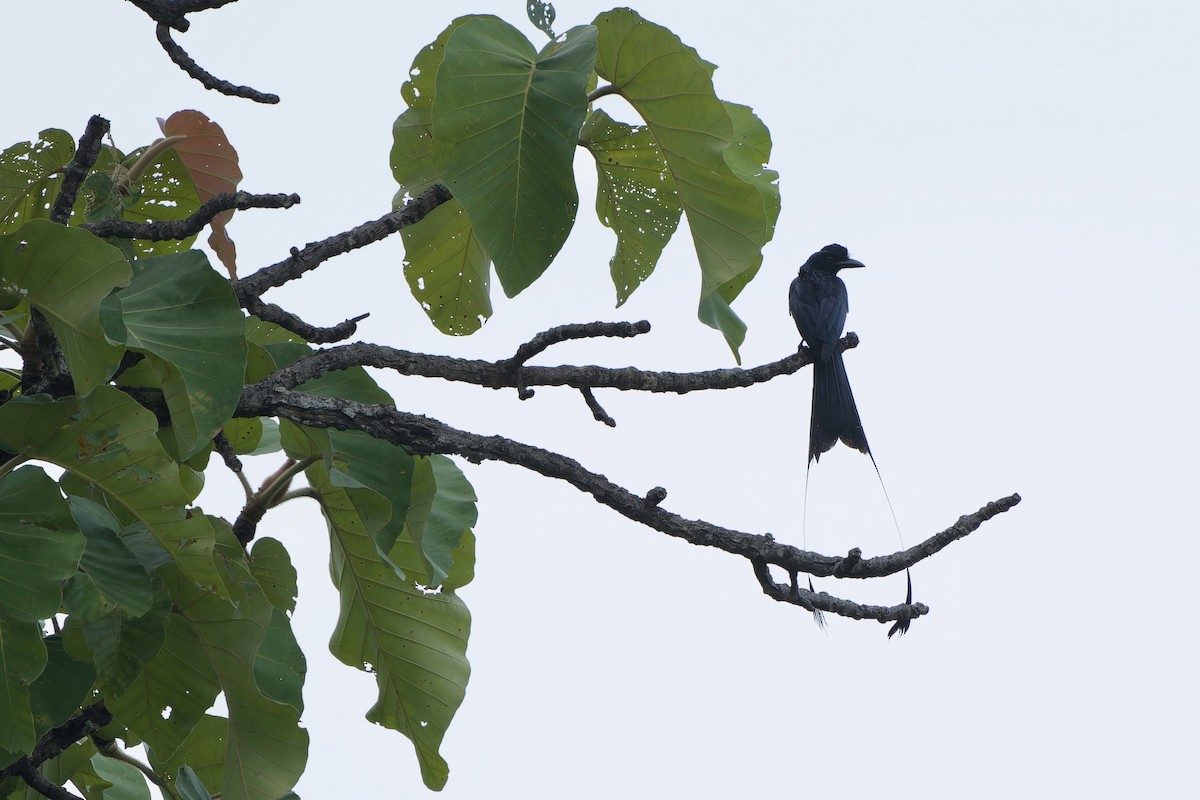 Greater Racket-tailed Drongo - ML619835654