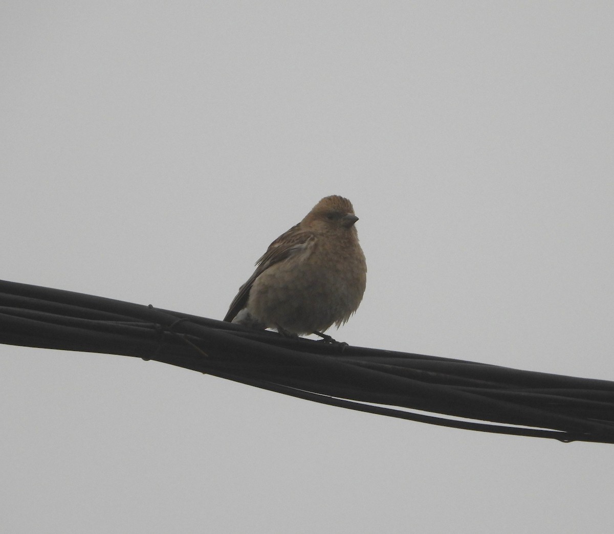 Plain Mountain Finch - ML619835681