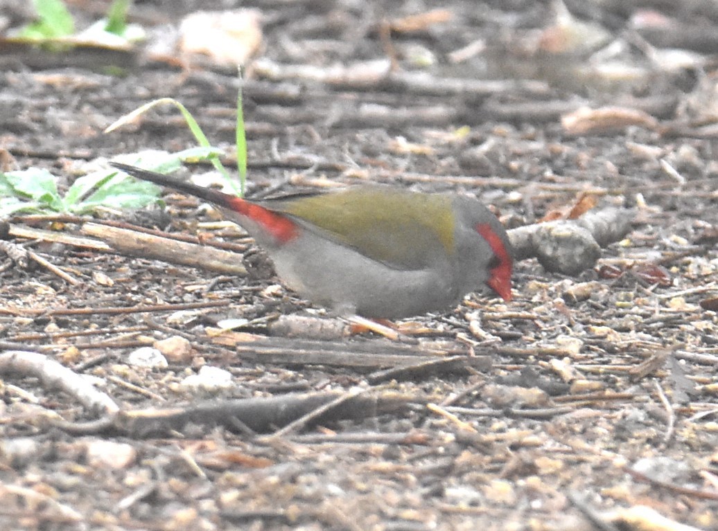 Red-browed Firetail - ML619835739