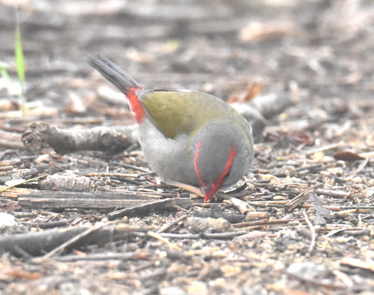 Red-browed Firetail - ML619835740