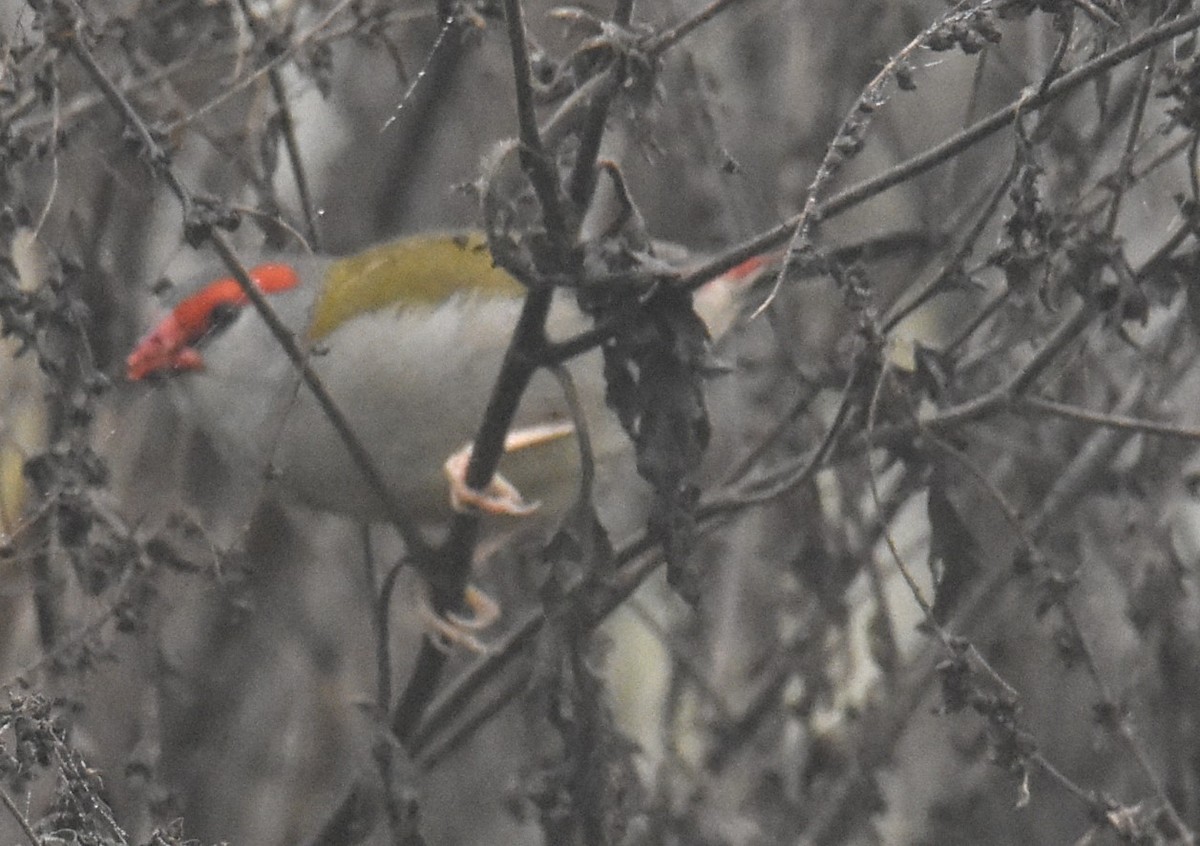 Red-browed Firetail - ML619835745