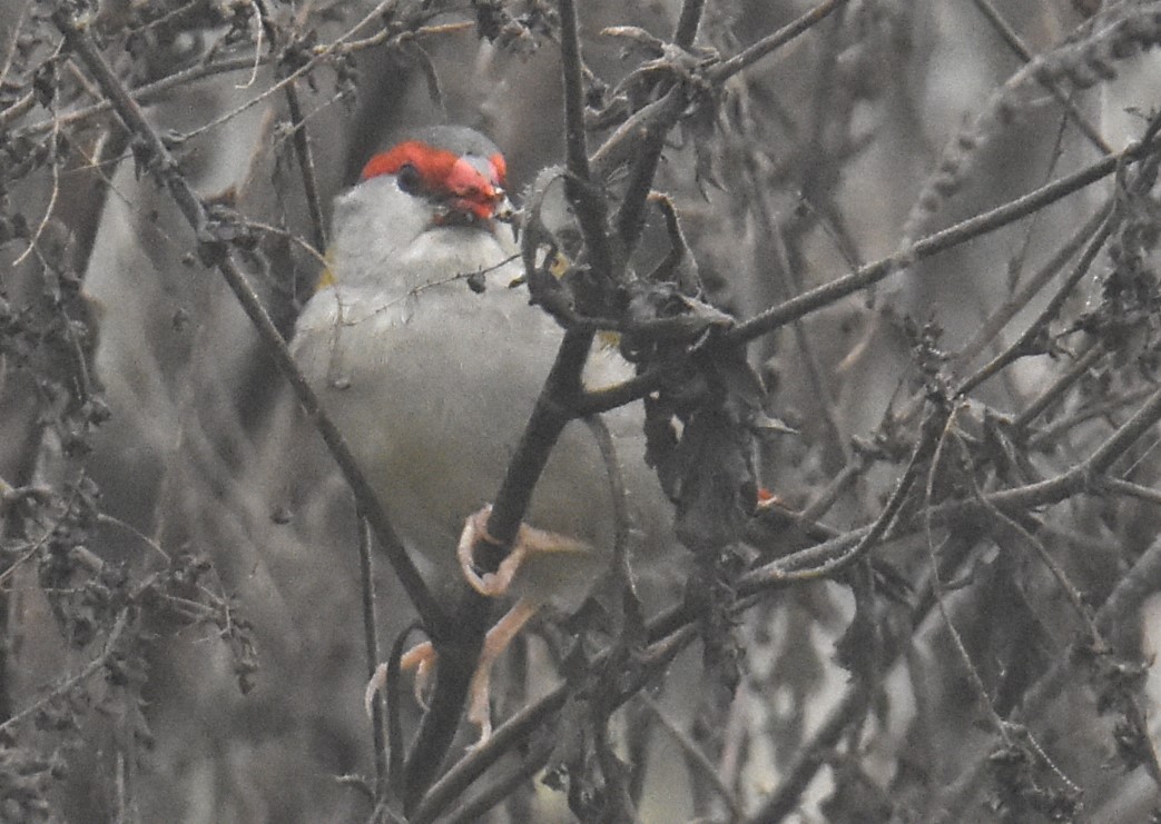 Red-browed Firetail - ML619835746