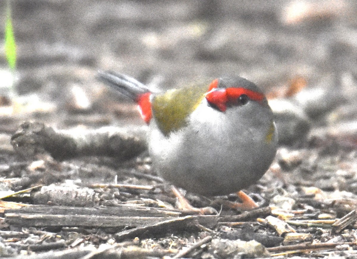 Red-browed Firetail - ML619835747