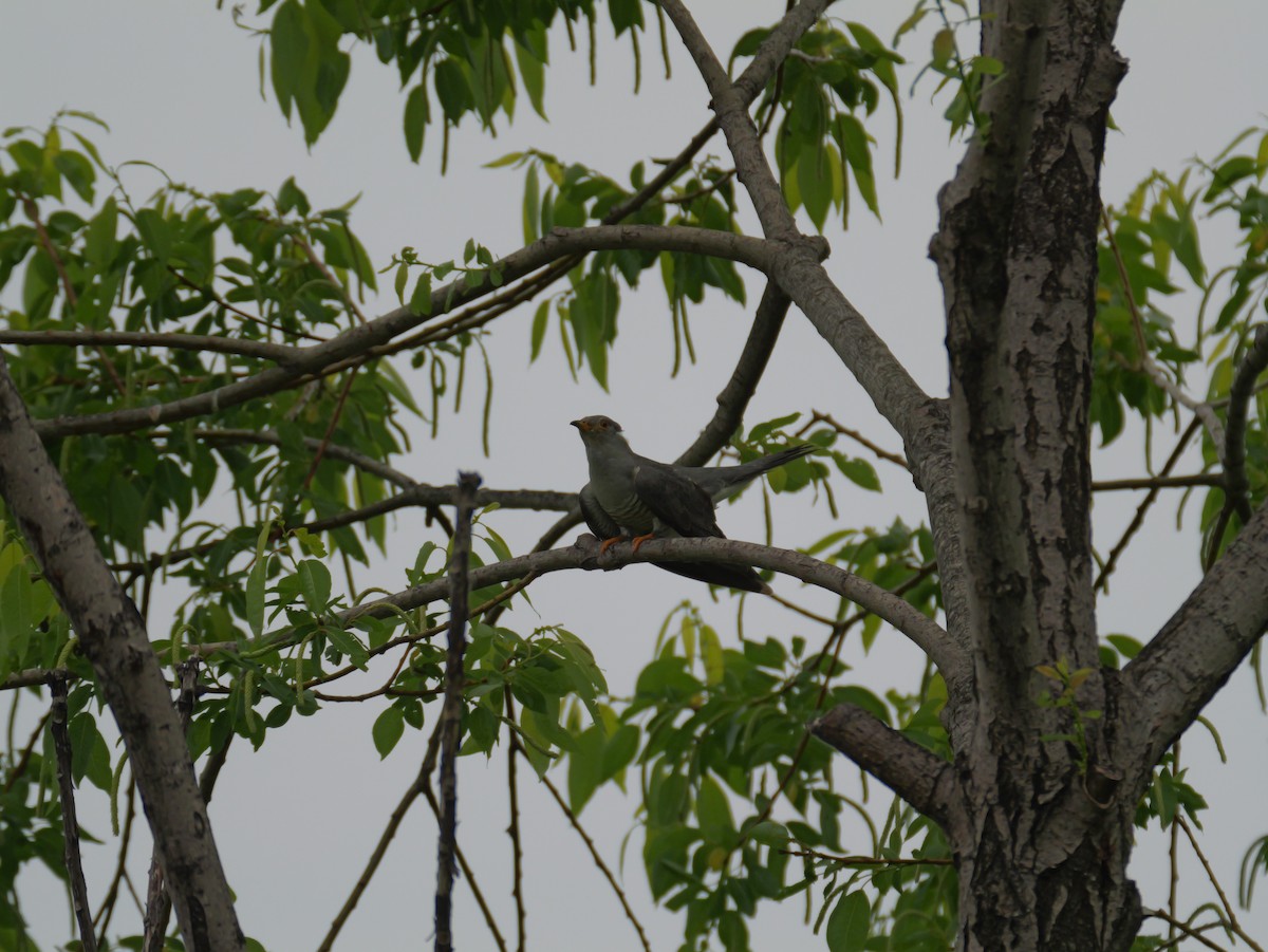 Common Cuckoo - ML619835750