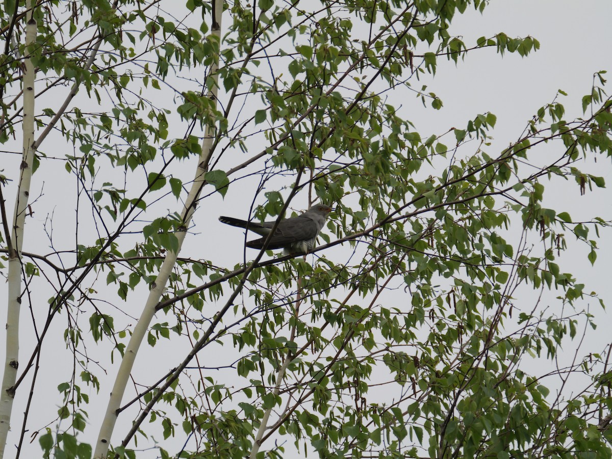 Common Cuckoo - ML619835753