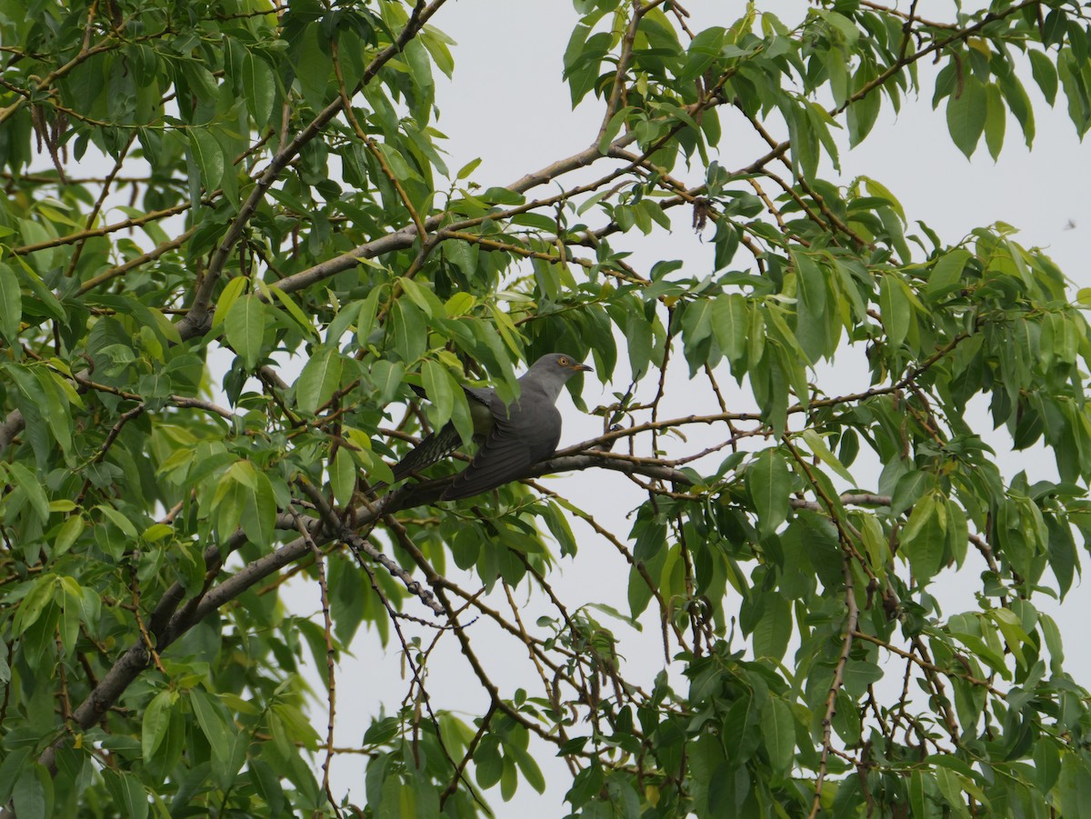 Common Cuckoo - ML619835754