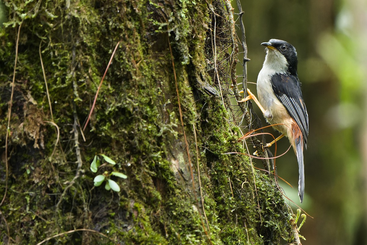 Rufous-backed Sibia (Rufous-backed) - ML619835781