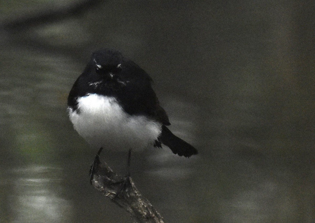 Willie-wagtail - ML619835793