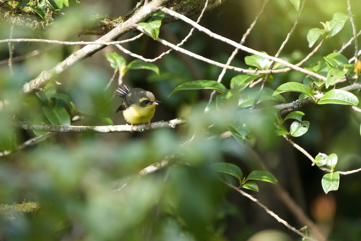Yellow-bellied Fairy-Fantail - ML619835806