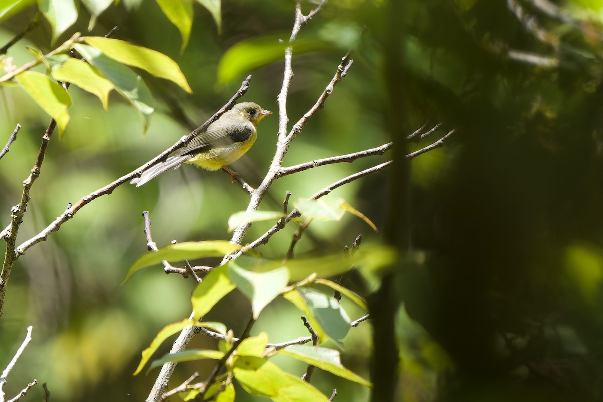 Yellow-bellied Fairy-Fantail - ML619835807