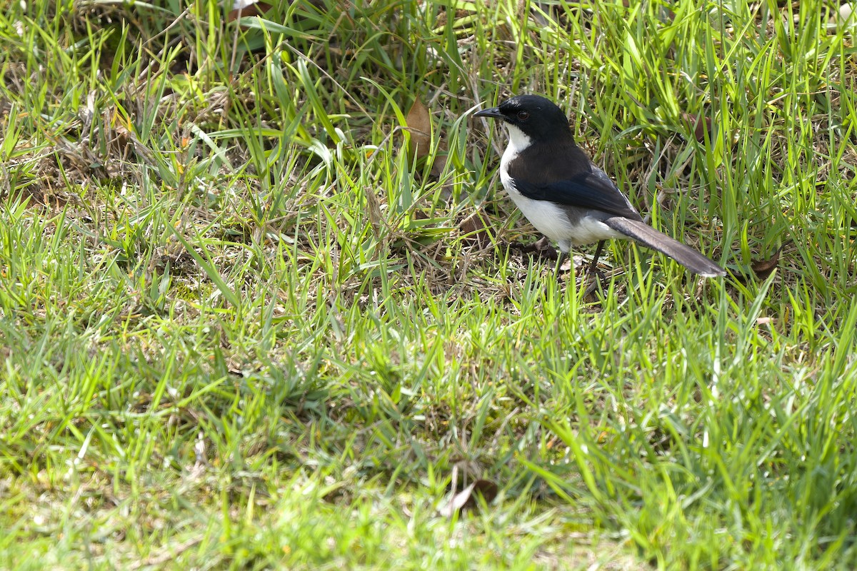 Black-backed Sibia - ML619835812