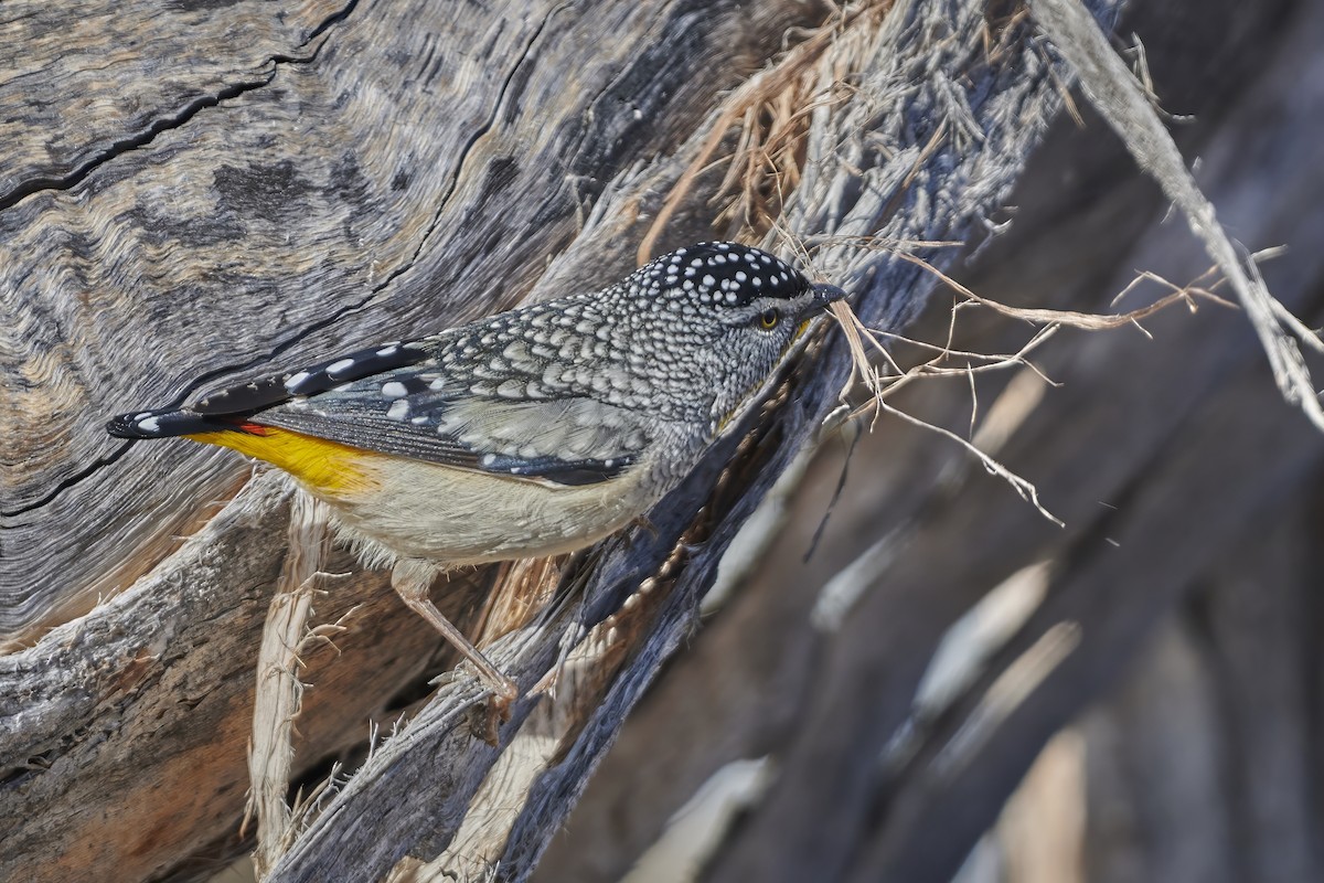 Spotted Pardalote - ML619835861