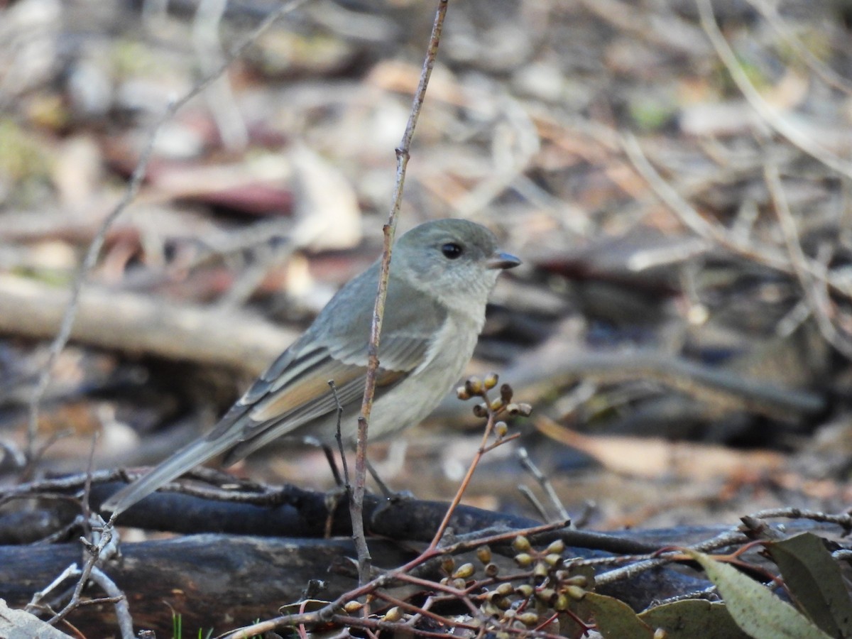 Golden Whistler - Helen Erskine-Behr