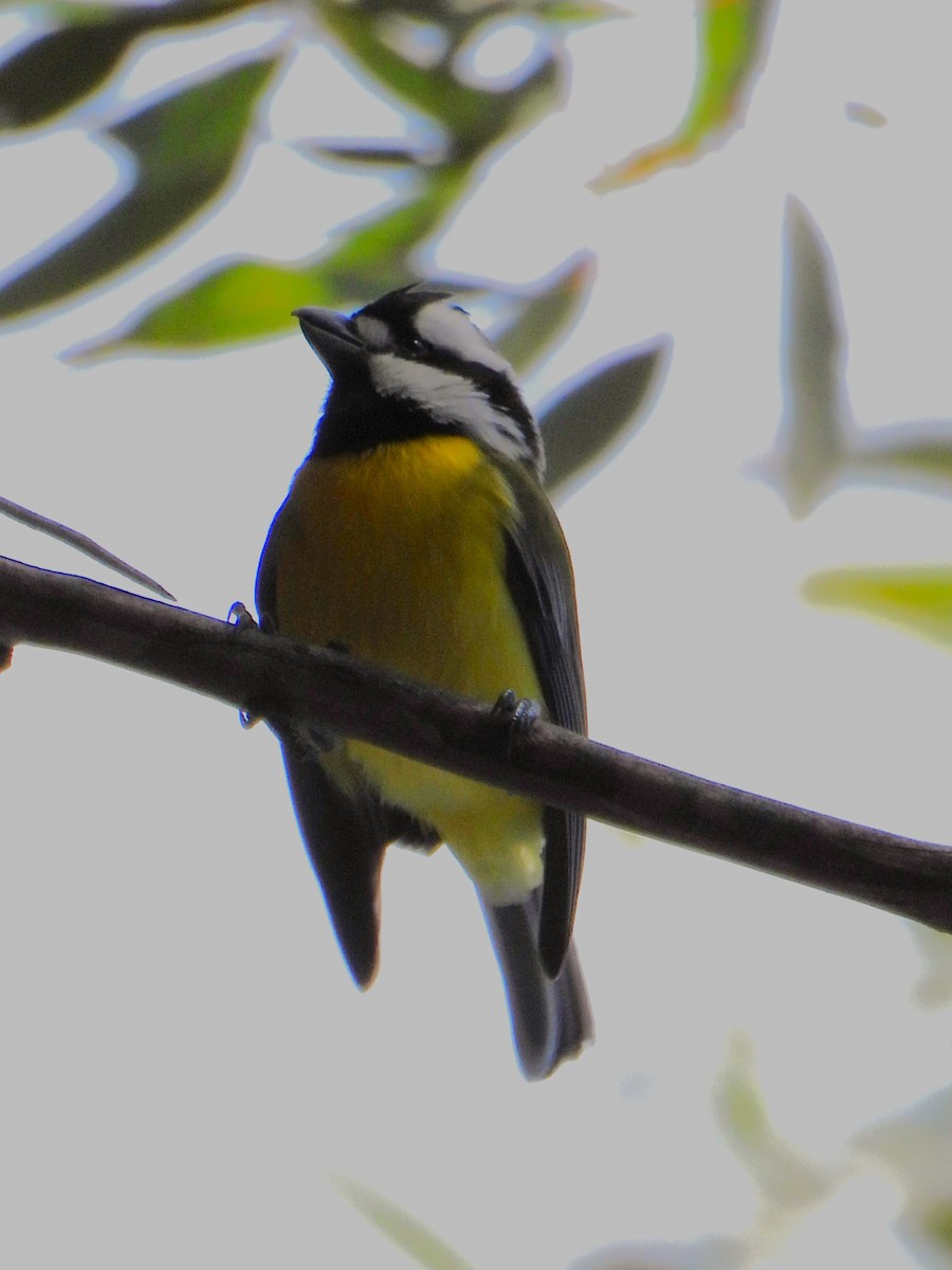 Eastern Shrike-tit - ML619835876