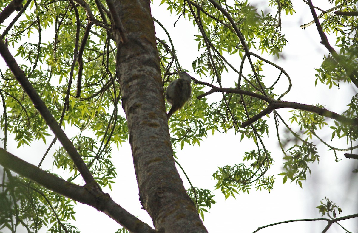 Gray-headed Woodpecker - ML619835887