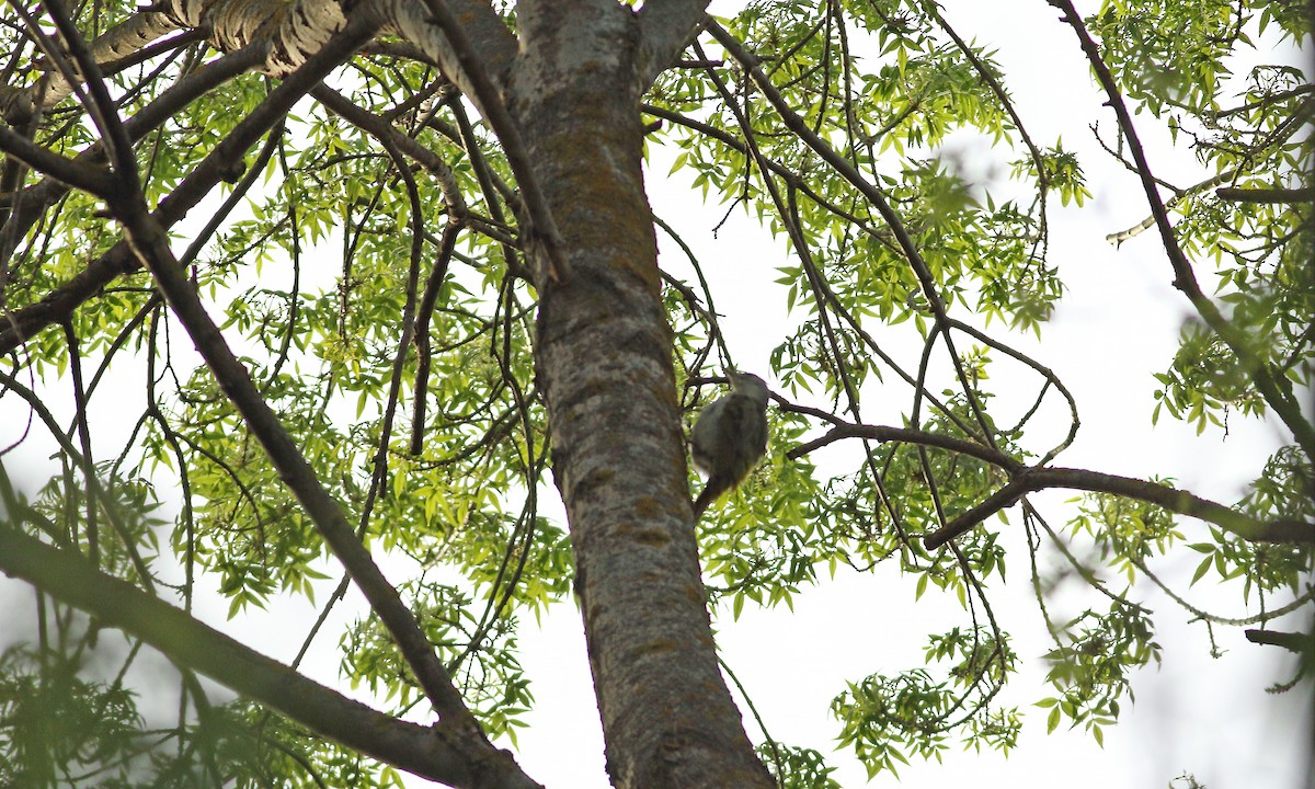 Gray-headed Woodpecker - ML619835888