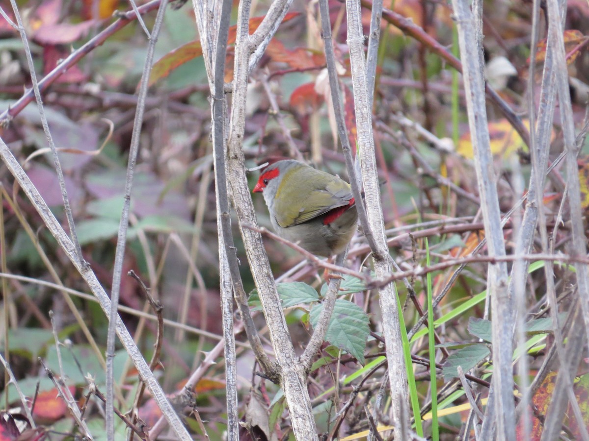 Red-browed Firetail - ML619835891