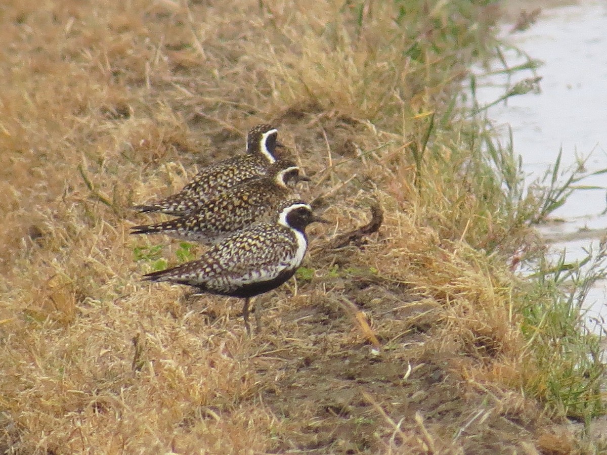 Pacific Golden-Plover - ML619835892