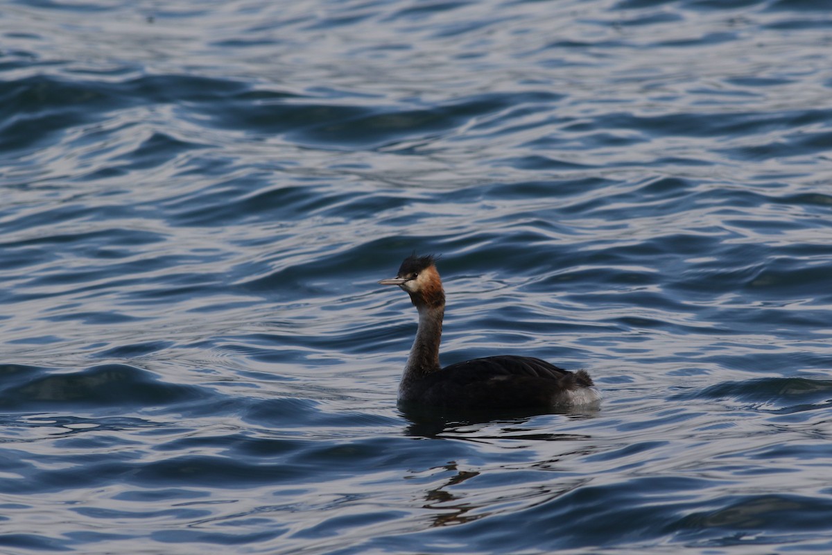 Great Crested Grebe - ML619835896