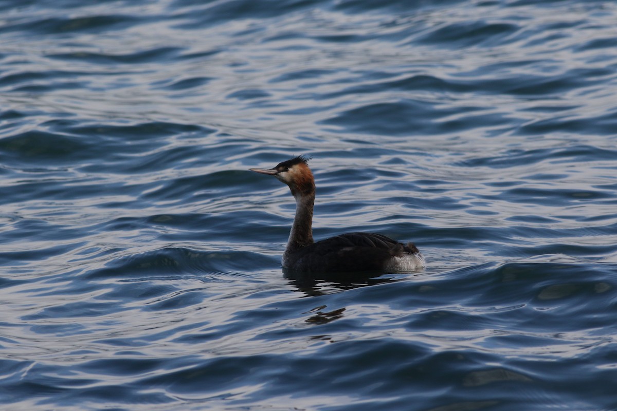 Great Crested Grebe - ML619835897