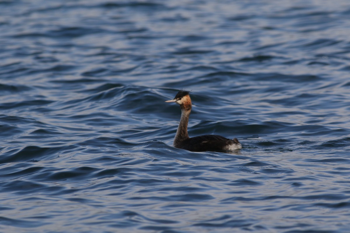 Great Crested Grebe - ML619835898