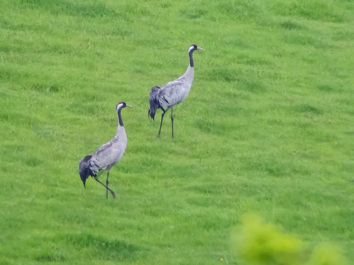 Common Crane - ML619835902