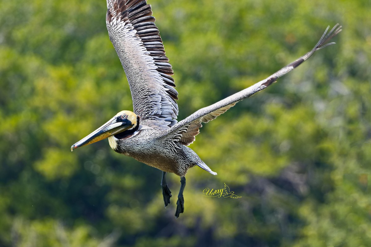 pelikán hnědý - ML619835930