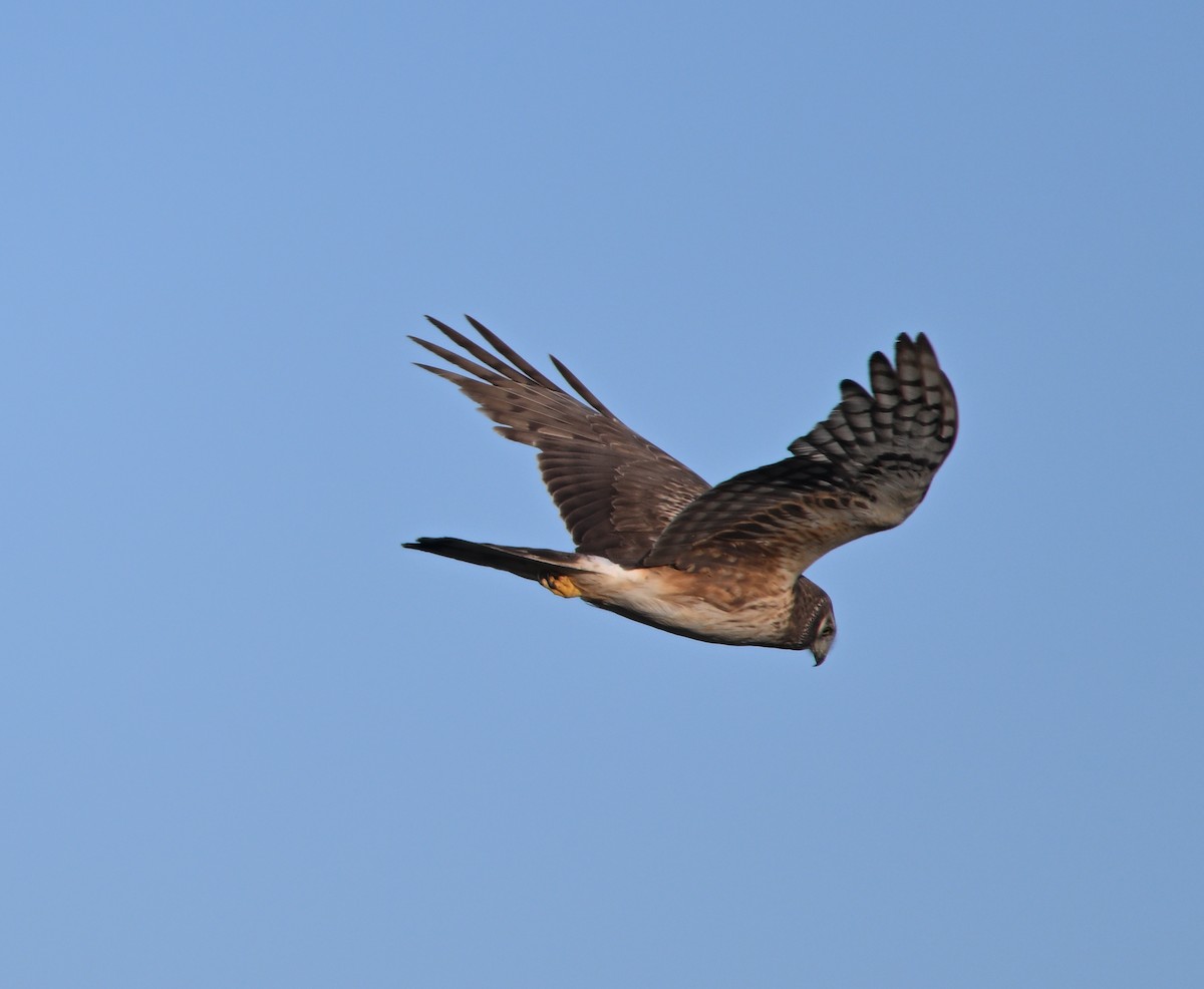 Northern Harrier - ML619835932